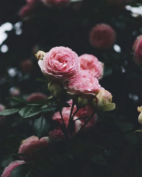 roses on tumblr